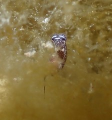 Chelidonura