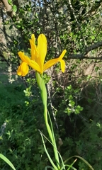 Iris xiphium lusitanica
