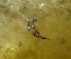 Chelidonura