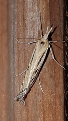Hednota panteucha