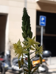 Asphodeline