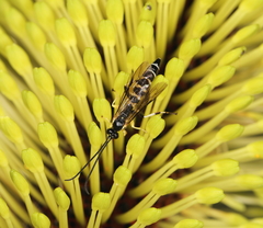 Sericopimpla australis