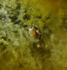 Chelidonura