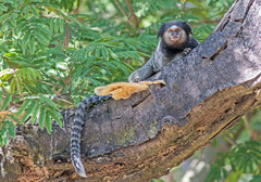 Callithrix penicillata