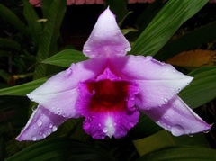 Sobralia decora