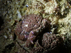 Chelidonura