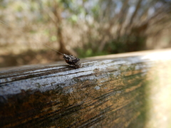 Cyclosa confusa