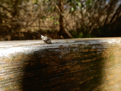 Cyclosa confusa