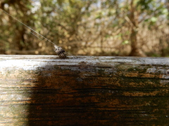 Cyclosa confusa