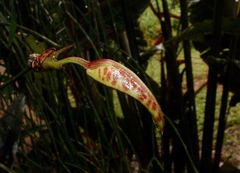 Psychopsis krameriana