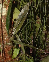 Psychopsis krameriana