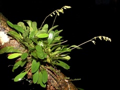 Specklinia grobyi