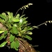 Specklinia grobyi - Photo 由 Eric van den Berghe 所上傳的 (c) Eric van den Berghe，保留部份權利CC BY-NC