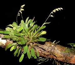 Specklinia grobyi