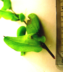 Dioscorea hemicrypta