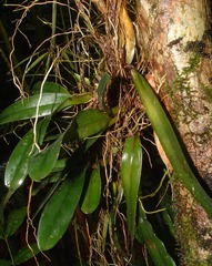 Rodriguezia compacta