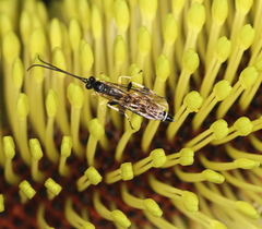 Sericopimpla australis
