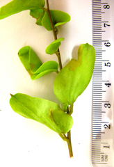 Dioscorea hemicrypta