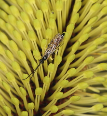 Sericopimpla australis