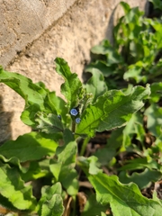 Bothriospermum chinense