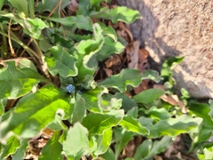 Bothriospermum chinense