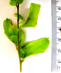 Dioscorea hemicrypta