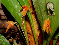 Specklinia guanacastensis