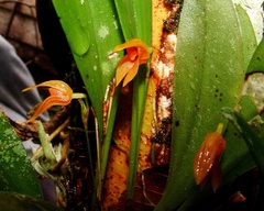 Specklinia guanacastensis