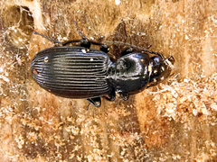 Pterostichus aethiops
