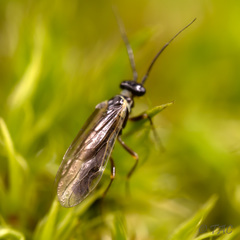 Xyelidae