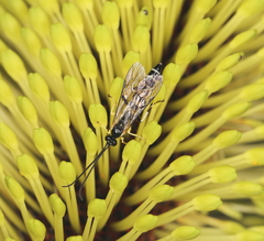 Sericopimpla australis