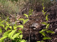 Dioscorea hemicrypta