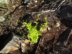 Dioscorea hemicrypta