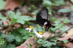 Papilio polytes stichius