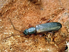 Dendrophagus crenatus