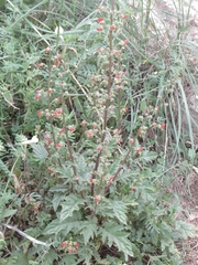 Scrophularia rubricaulis