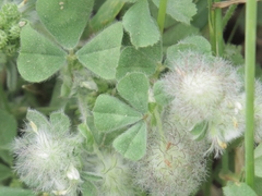 Trifolium pilulare