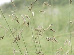 Piptatherum holciforme