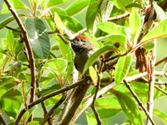 Synallaxis subpudica