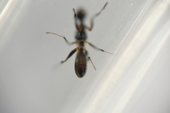 Formicosepsis