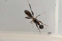 Formicosepsis
