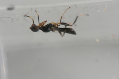 Formicosepsis