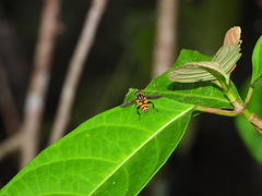 Mesembrius bengalensis