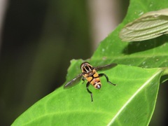 Mesembrius bengalensis