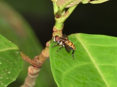 Mesembrius bengalensis