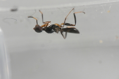 Formicosepsis