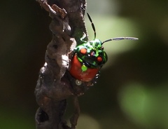 Chrysocoris eques