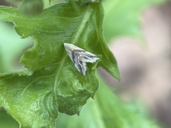 Eublemma cochylioides