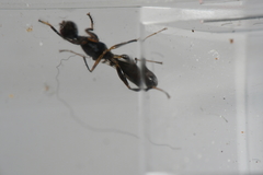 Formicosepsis