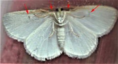 Protitame virginalis